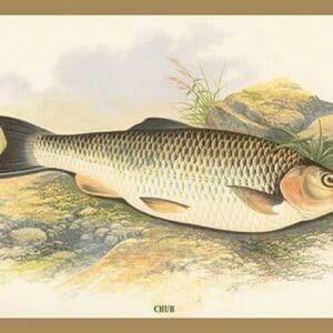 Chub by A.F. Lydon - Art Print