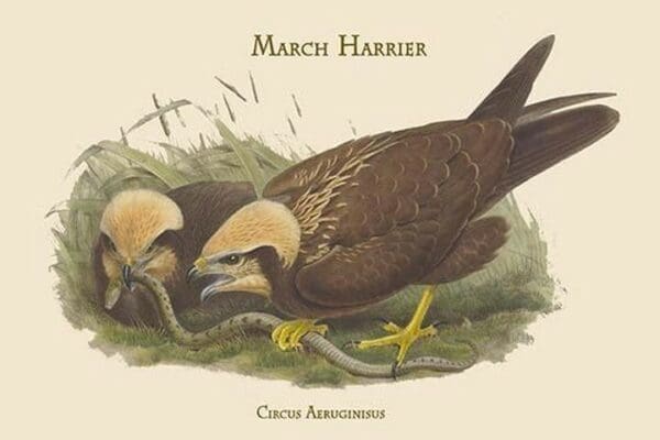 Circus Aeruginisus - March Harrier by John Gould #2 - Art Print