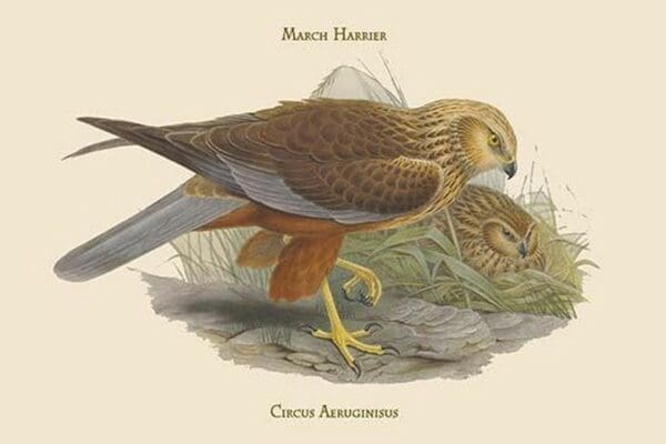 Circus Aeruginisus - March Harrier by John Gould - Art Print