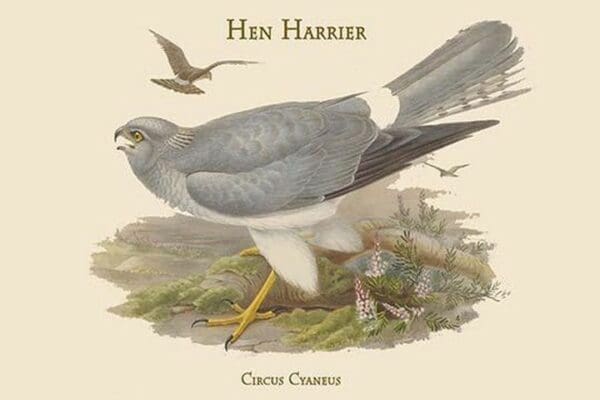 Circus Cyaneus - Hen Harrier by John Gould - Art Print