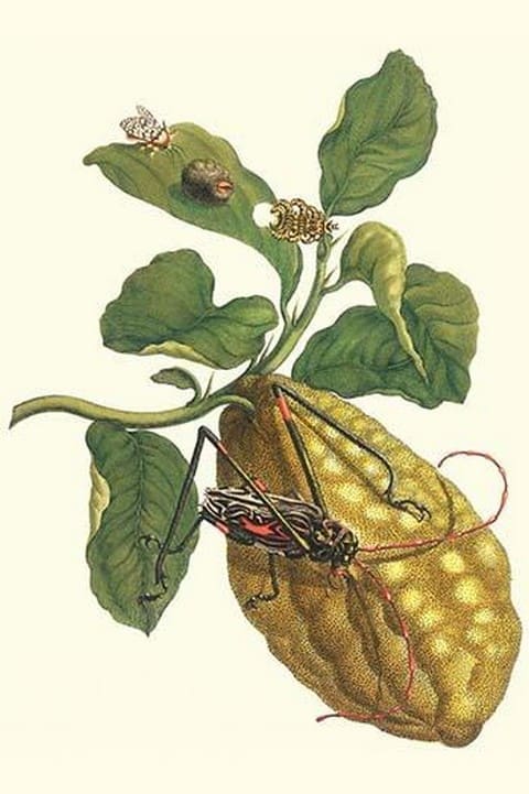 Citron with Monkey slug & a Harlequin Beetle by Maria Sibylla Merian - Art Print