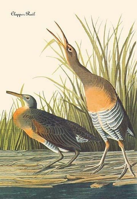 Clapper Rail by John James Audubon - Art Print