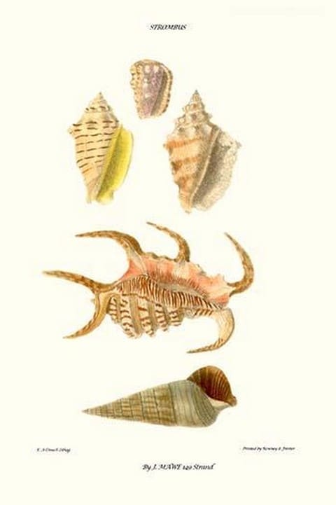 Claw Shells By John Mawe - Art Print