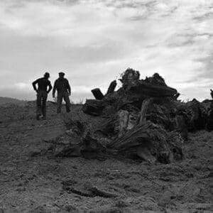 Clearing the Forest by Dorothea Lange - Art Print