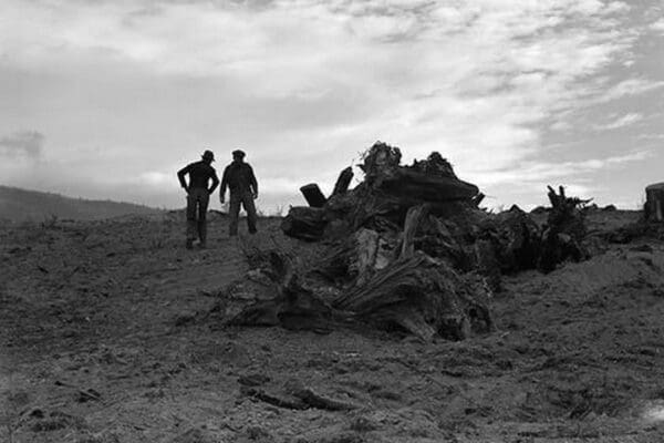 Clearing the Forest by Dorothea Lange - Art Print