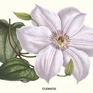 Clematis by Louis Benoit Van Houtte - Art Print