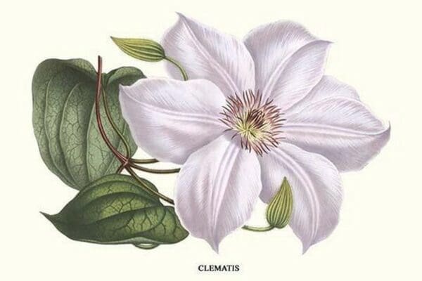 Clematis by Louis Benoit Van Houtte - Art Print