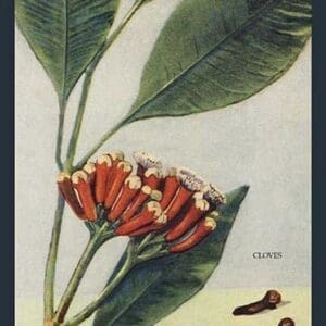 Clove - Art Print