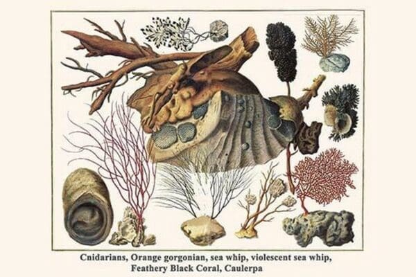 Cnidarians