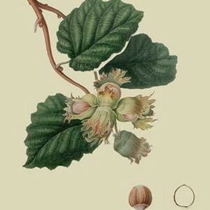 Cob Nut by William Hooker #2 - Art Print