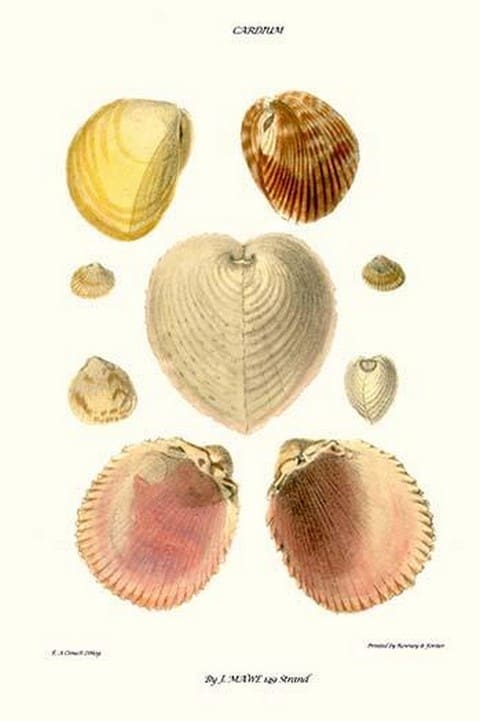 Cockle Shells By John Mawe - Art Print