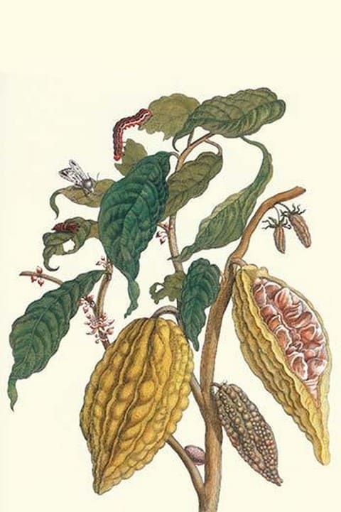 Cocoa Plant with Southern Army Worm by Maria Sibylla Merian - Art Print