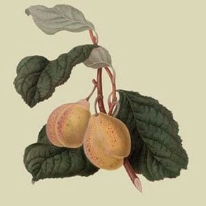 Coes Golden Drop - Plum by William Hooker #2 - Art Print