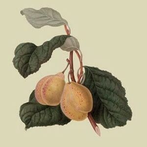 Coes Golden Drop - Plum by William Hooker - Art Print