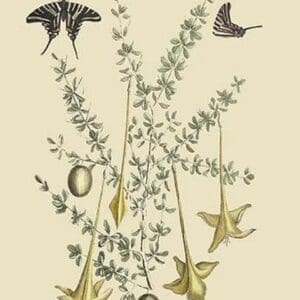 Coffee Tree by Mark Catesby - Art Print