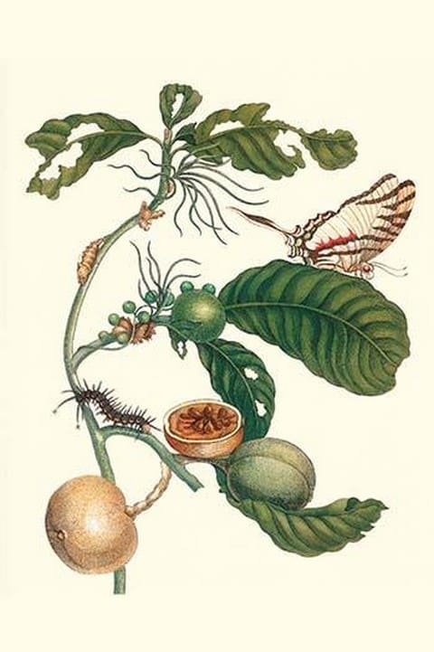 Coffee Tree leaf with a Glaucolaus Kite Swallowtail Butterfly by Maria Sibylla Merian - Art Print