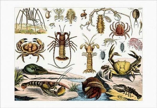 Collection of Crustaceans by Heinrich V. Schubert - Art Print