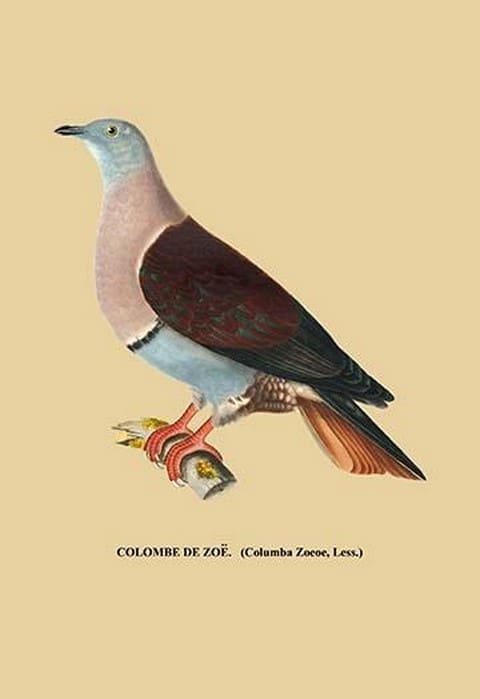 Colombe de Zoe - Art Print