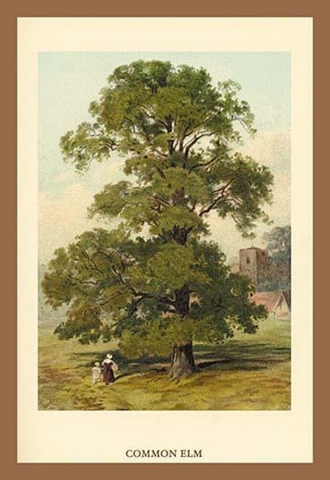 Common Elm by W.H.J. Boot - Art Print