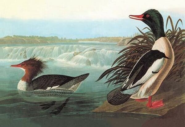 Common Merganser by John James Audubon - Art Print