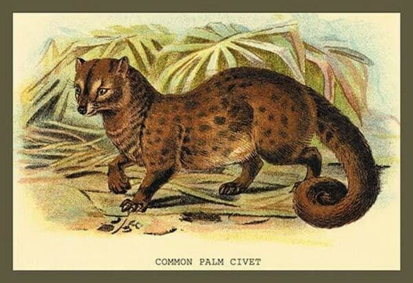 Common Palm Civet by Sir William Jardine - Art Print