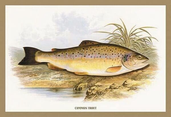 Common Trout by A.F. Lydon - Art Print