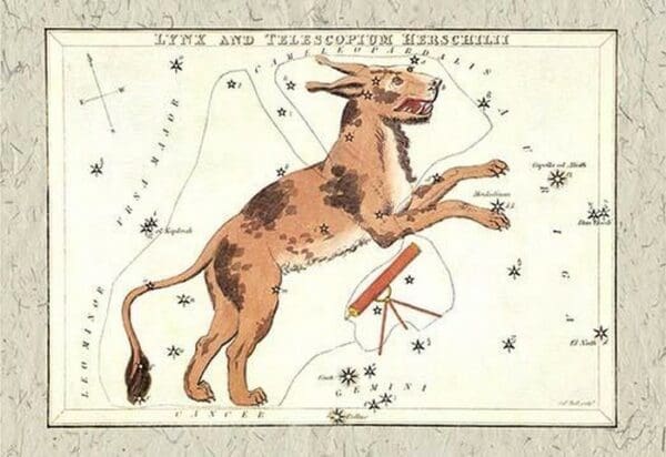 Constellation of Lynx - Art Print