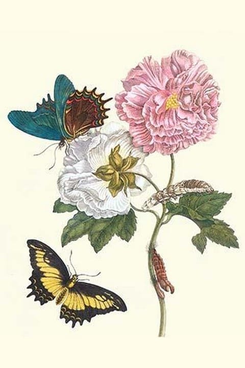 Cotton Rose Mallow with a Queen Swallowtail by Maria Sibylla Merian - Art Print