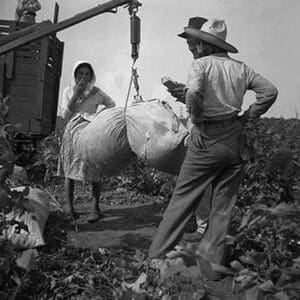 Cotton weighing by Dorothea Lange #2 - Art Print