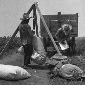 Cotton weighing by Dorothea Lange - Art Print