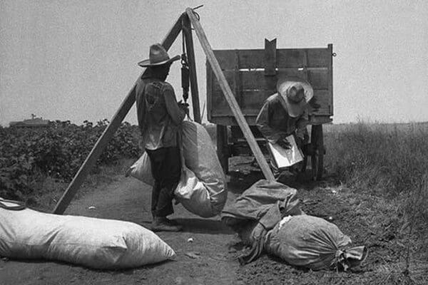 Cotton weighing by Dorothea Lange - Art Print