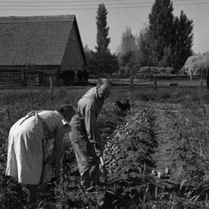 Couple digging their sweet potatoes by Dorothea Lange - Art Print