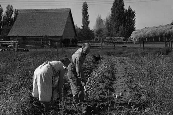 Couple digging their sweet potatoes by Dorothea Lange - Art Print