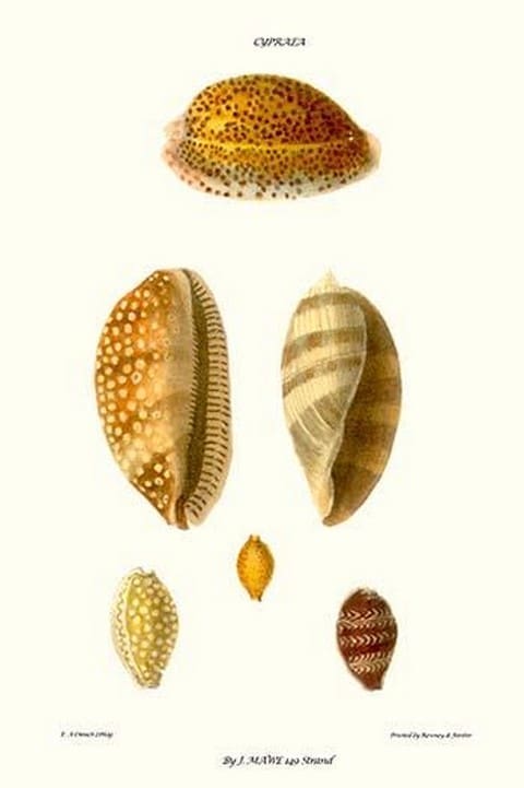 Cowrie Shells By John Mawe - Art Print