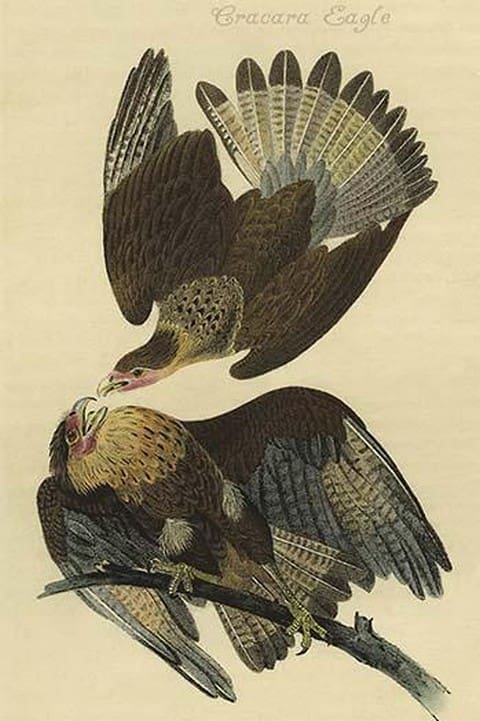 Cracara Eagle by John James Audubon - Art Print