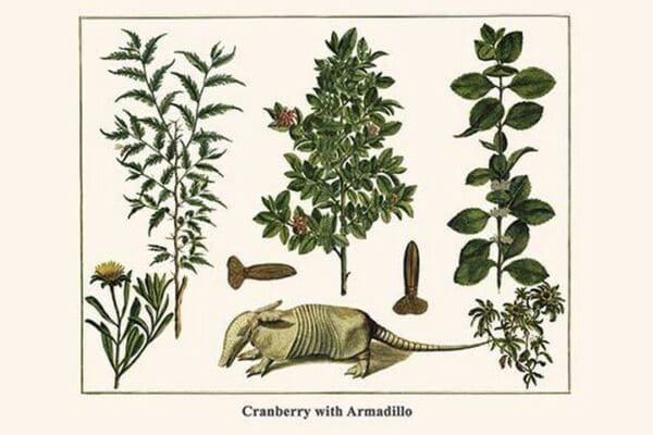 Cranberry with Armadillo by Albertus Seba - Art Print