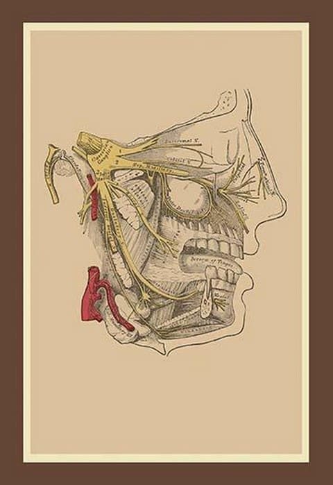 Cranial Nerves - Art Print