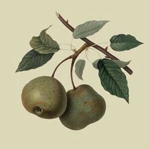 Crasanne Pear by William Hooker #2 - Art Print