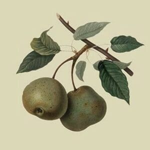 Crasanne Pear by William Hooker - Art Print