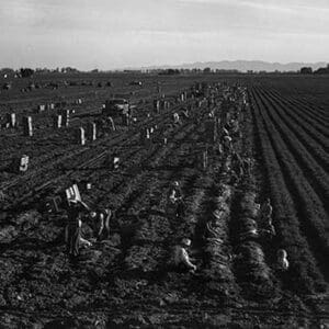 Crating Carrots by Dorothea Lange - Art Print