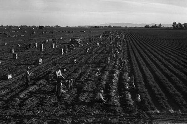 Crating Carrots by Dorothea Lange - Art Print