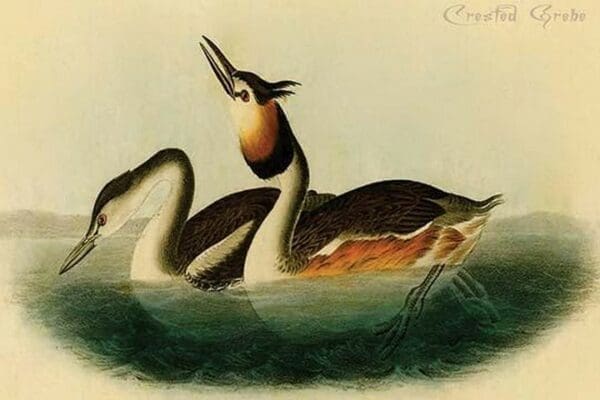 Crested Grebe by John James Audubon - Art Print