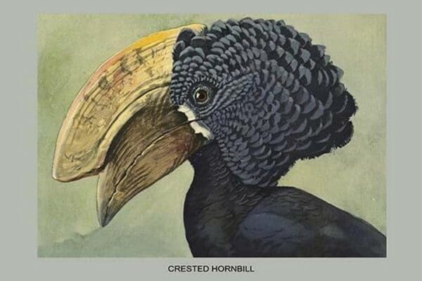 Crested Hornbill by Louis Agassiz Fuertes - Art Print