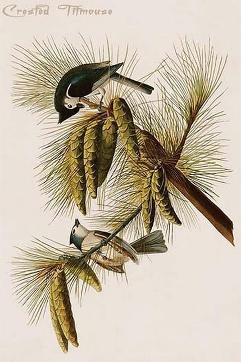 Crested Titmouse by John James Audubon - Art Print