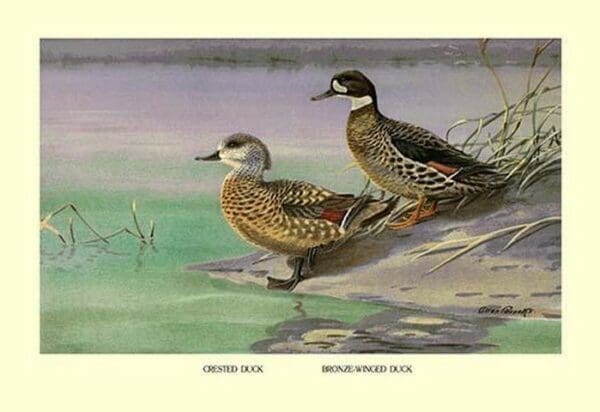 Crested and Bronze-Winged Ducks by Allan Brooks - Art Print