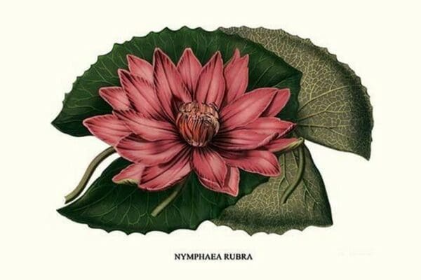 Crimson Water Lily by Louis Benoit Van Houtte - Art Print