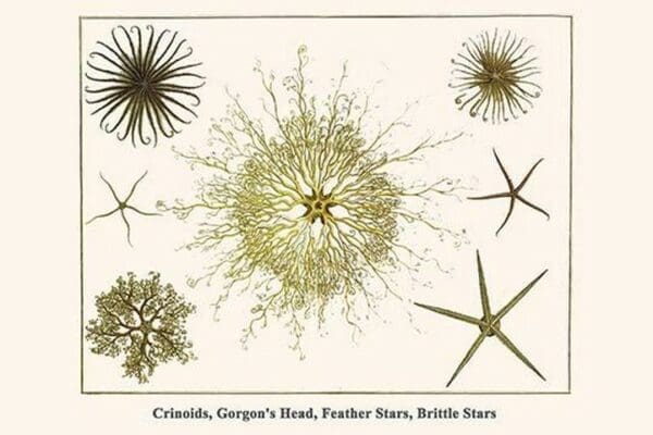 Crinoids