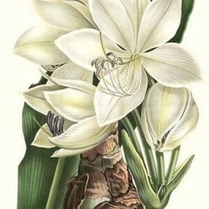 Crinum giganteum - medicinal by Louis Benoit Van Houtte - Art Print