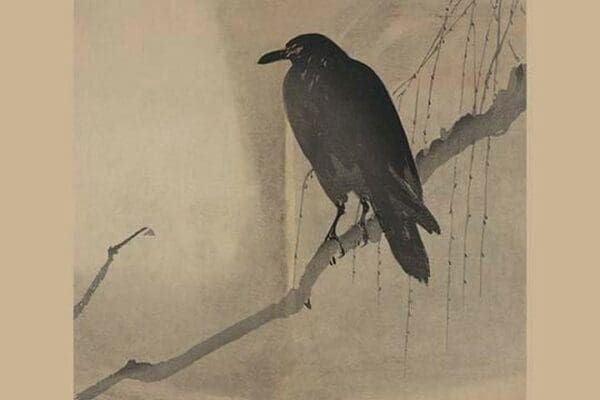 Crow on a willow branch - Art Print