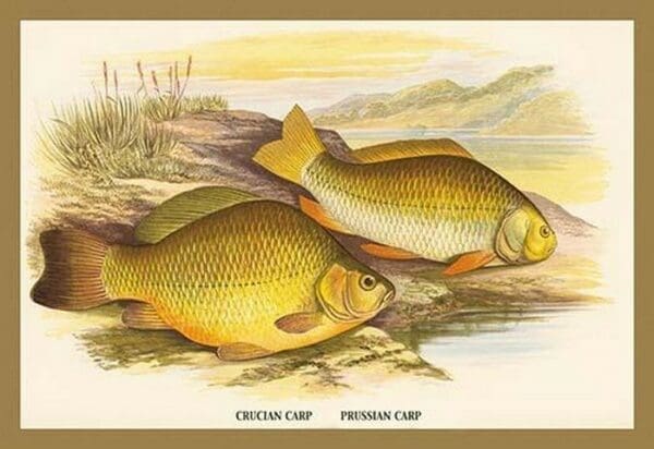 Crucian and Prussian Carp by A.F. Lydon - Art Print